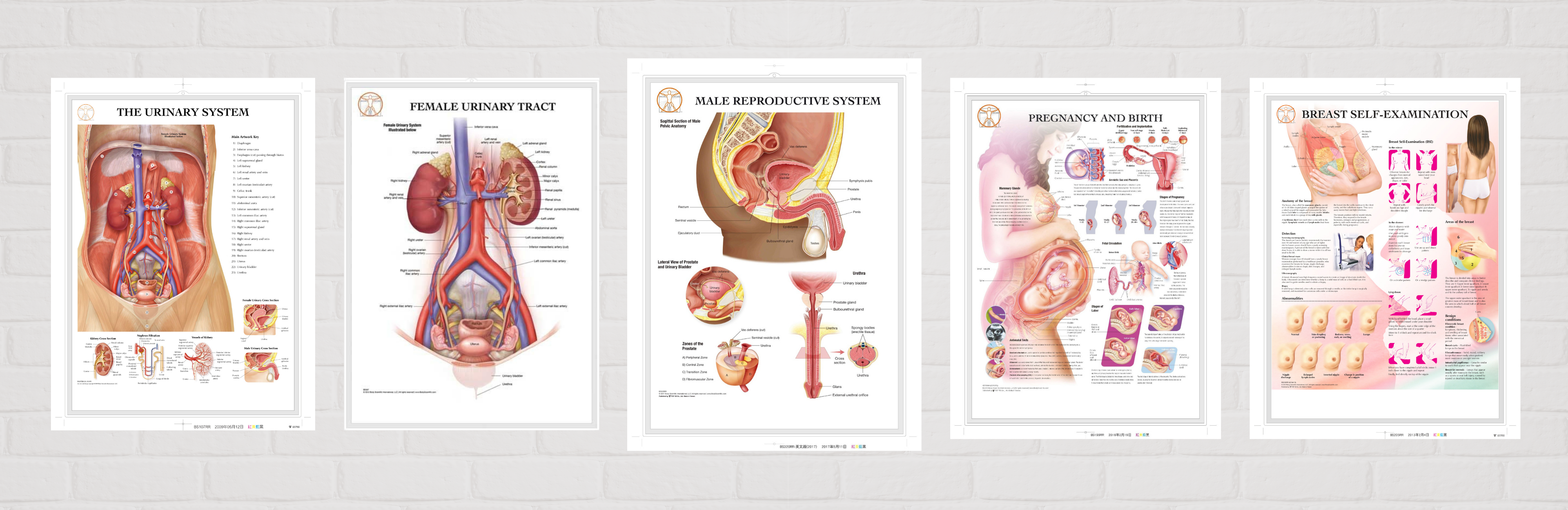 3D Anatomical Header